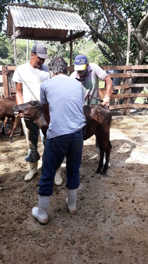 A Secretaria de Agricultura reduz o &iacute;ndice de Brucelose