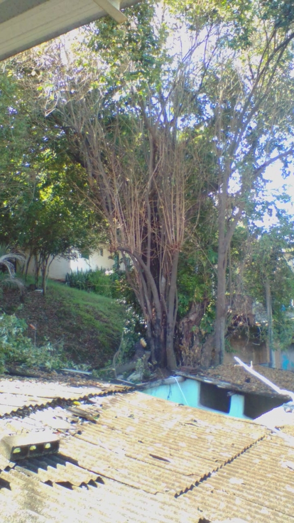Retirada de árvore no Bairro Influência