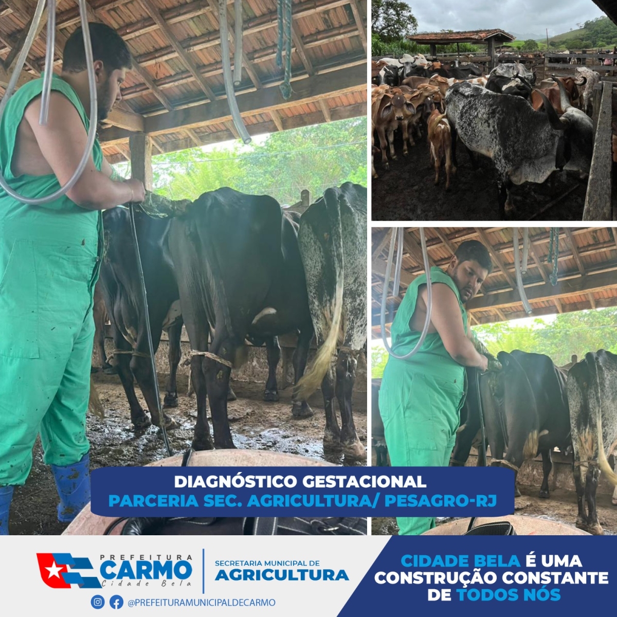 Diagnóstico gestacional Parceria Sec. Agricultura/ Pesagro-RJ
